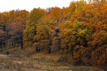 Autumn forest