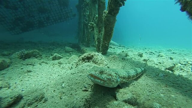 Lizard fish under ship wreck
, Underwater shot from, Eilat, Israel ,red sea
