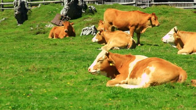 Cows grazing grass on high mountain pasture. European Alps.