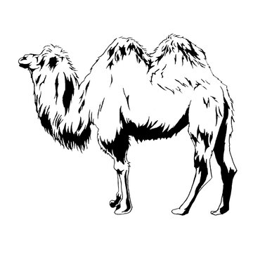 53 435 件の最適な 絶滅危惧種 画像 ストック写真 ベクター Adobe Stock 53 435 件の最適な 絶滅危惧種 画像 ストック写真 ベクター Adobe Stock