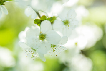 Fototapeta na wymiar Springtime begining in the garden. The branches of a blossoming tree in spring day in the wind. Cherry tree in white flowers. Beautiful blurring background. selective focus.
