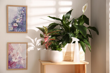 Exotic houseplants with beautiful leaves on wooden cabinet indoors