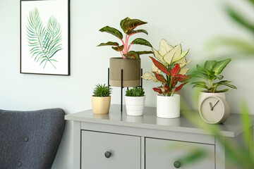 Different houseplants on chest of drawers in room