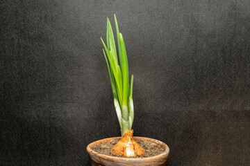 young fresh green onions growing in a flower pot on a black background