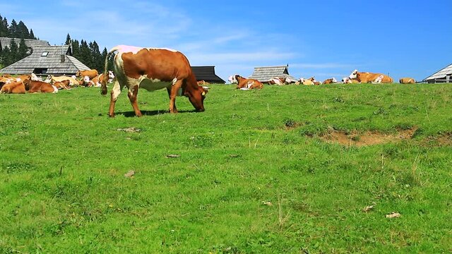Cows grazing grass on high mountain pasture. European Alps.