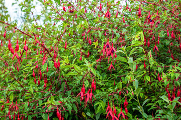 Wildflower Fuchsia growing in County Donegal - Ireland