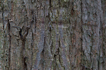 Fototapeta premium Tree bark background wallpaper