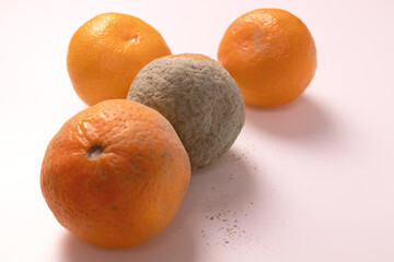 three nice tangerines and one completely moldy