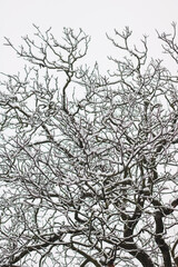 branches of walnut tree in winter covered with snow