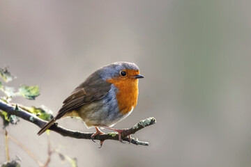 Robin on a branch, European robin, Erithacus rubecula