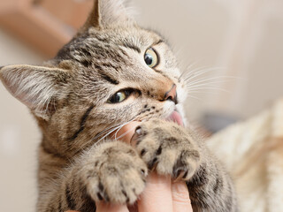 Cat in human hands playfully bites fingers