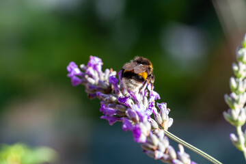 Bumblebee or bomba drinks nectar from a lavender plant and pollinates it in summertime. High quality photo