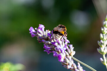 Bumblebee or bomba drinks nectar from a lavender plant and pollinates it in summertime. High quality photo
