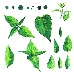 Set of green nettle plant, leaves, dots isolated on white background. Watercolor hand drawing illustration. Healing herbs collection elements for cosmetic card, medical design.