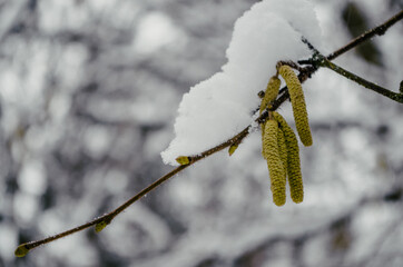 Birch seeds on a branch covered with snow