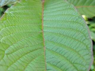 The kratom plant (Mitragyna speciosa) is known as the magic leaf from Kalimantan which is a major export commodity