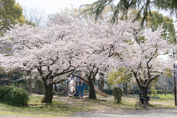 桜