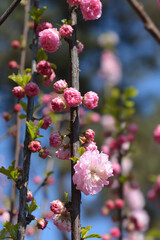 Rose of China