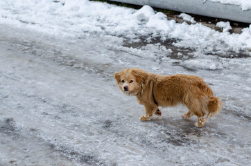 A yard dog walks in the snow. Abandoned dog. Pet.