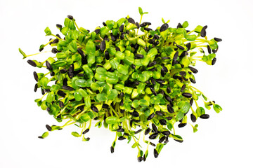 Obraz premium Young green sunflower sprouts on a white background. 