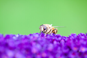 honey bee collecting pollen on a purple buddleja flower in blur background. High quality photo