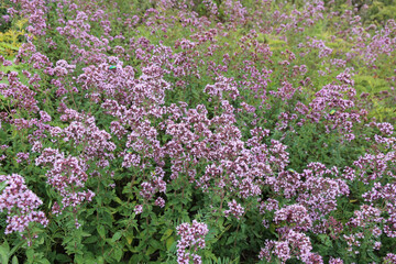 oregano flowers on a large field