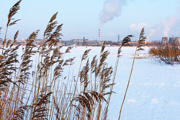 Coastal grass on the shore of a frozen pond on a clear winter day