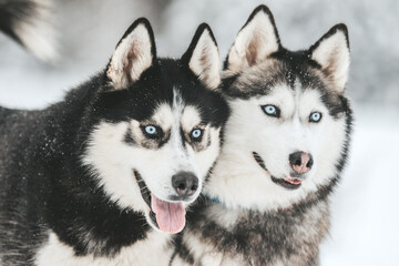 Portrait of a Siberian husky, friendship forever © areporter