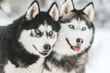 Portrait of a Siberian husky, friendship forever