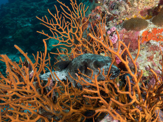 Blackspotted puffer lying on a gorgonian coral (Mergui archipelago, Myanmar)