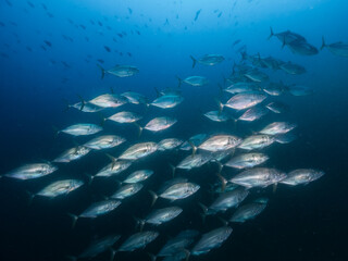 Schooling bludger trevally (Mergui archipelago, Myanmar)