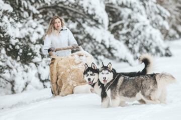 A girl rides a sleigh pulled by a Siberian husky. Husky sled dogs are harnessed for sport sledding on skis as fun for Christmas.