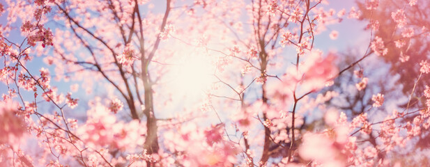 Blurred sakura tree twigs on blue background.