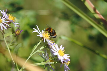 Giant hoverfly is on one of wild chrysanthemum flowers. Bright and warm day.
