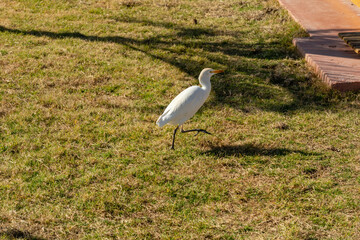 Cattle egret (Bubulcus ibis) walks on green grass