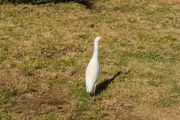 Fototapeta premium Cattle egret (Bubulcus ibis) walks on green grass