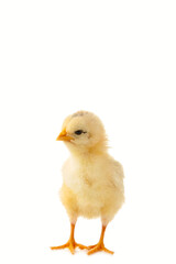 Little chicken isolated on a white background