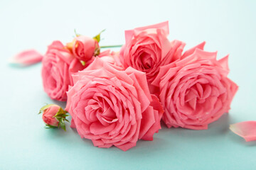 Bright pink roses on blue background. Spring concept