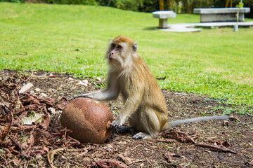 Monkey with cannonball fruit in Penang Botanical Garden, Malaysia
