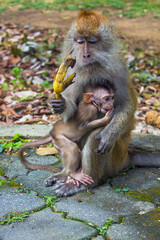 Mother and her baby monkey in Penang Botanical Garden, Malaysia