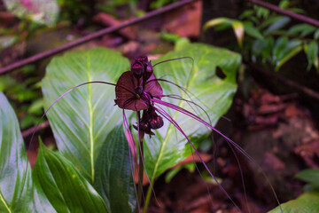 Closeup of Tacca flower in Penang Botanical Garden, Malaysia