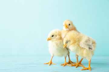 Little chickens on blue background with copy space. Top view