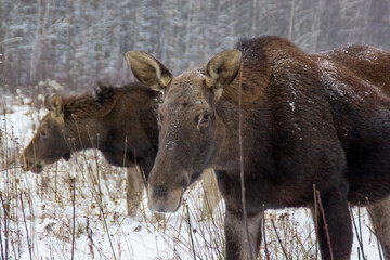 mother and calf elks in winter forest 