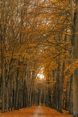 autumn in the forest