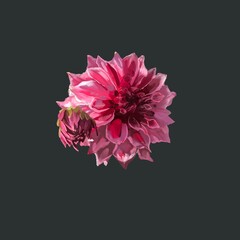 Beautiful background with hand-drawn delicate watercolor painting of red and pink dahlias. Stock drawing. Black background