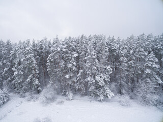Winter coniferous snowy forest. Nature photography. Landscape side view.