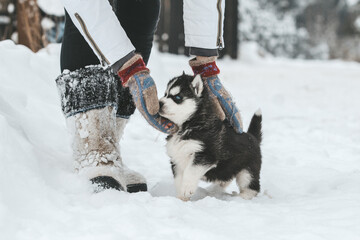Cute husky puppies, felt boots in the snow and husky puppy © areporter