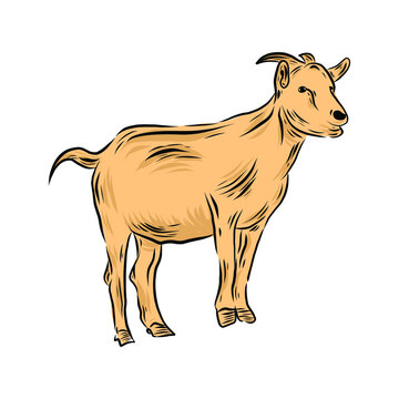 Brown goat illustration drawing
