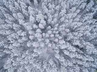 Winter coniferous snowy forest. Nature photography. Landscape top view.