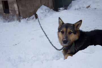 Portrait of a black dog sitting near the doghouse. Winter snow.